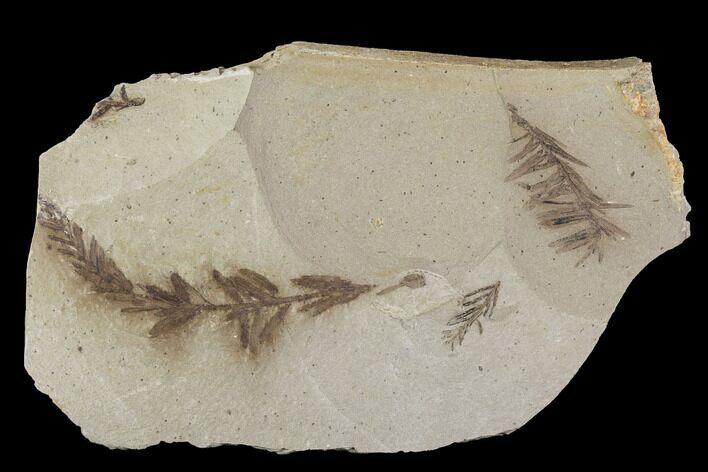 Metasequoia (Dawn Redwood) Fossils - Montana #89394